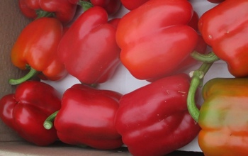 В Оренбуржье вместе с перцем из Узбекистана отправили моль