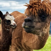 В Оренбуржье пока ни один фермер не загорелся разведением альпак