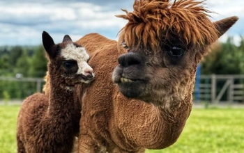 В Оренбуржье пока ни один фермер не загорелся разведением альпак