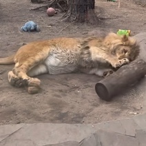 Спасенный в Оренбуржье лев Цезарь в зоопарке Ульяновска увлечен типичными кошачьими играми