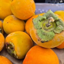 Червеца хотели? А его завезли в Оренбуржье вместе с хурмой