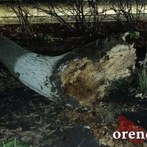 В Оренбурге после того, как девушка лишилась ноги из-за упавшего дерева, УК через шесть часов обратилась за порубочным билетом
