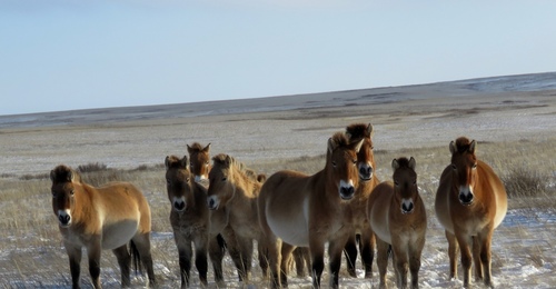 Праздничную порцию овса дают оренбургским лошадкам Пржевальского в преддверии года Огненной лошади  
