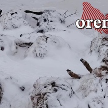 Фермер требует от администрации района 1,9 млн рублей за растерзанных собаками овец