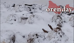 У фермера в Оренбургском районе безнадзорные собаки загрызли 53 овцы (18+)