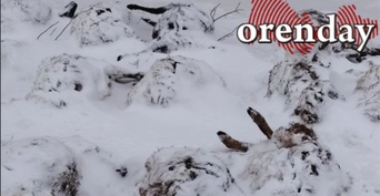 У фермера в Оренбургском районе безнадзорные собаки загрызли 53 овцы (18+)