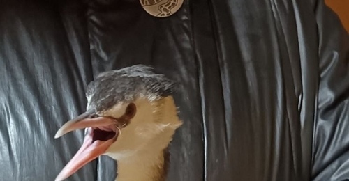 В Переволоцком районе фермер спасает дикую птицу