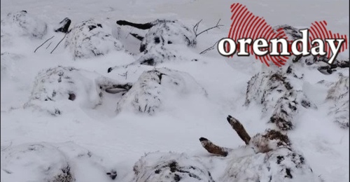 У фермера в Оренбургском районе безнадзорные собаки загрызли 53 овцы (18+)