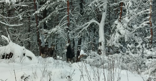 «Короны» сброшены: в Бузулукском бору у лосей закончился сезон рогопада
