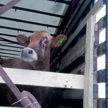 В Оренбуржье задержали 26 коров из Кабардино-Балкарии