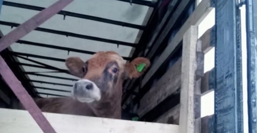 В Оренбуржье задержали 26 коров из Кабардино-Балкарии