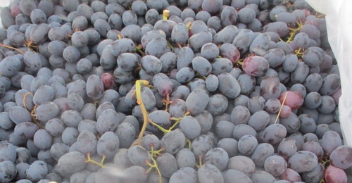 В Оренбуржье завезли опасный виноград