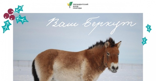 Ловите поздравления от имени лошадей Пржевальского из Оренбургского заповедника