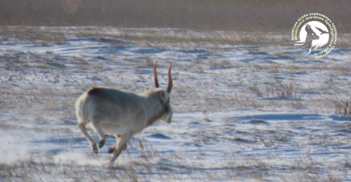 В Оренбуржье в заказнике «Светлинский» впервые за 20 лет заметили сайгака