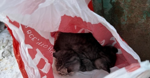 Изверги выбросили на мусорку: в Сорочинске ищут дом попавшим в беду котятам