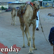 В Оренбурге пенсионер плюнул в детскую коляску