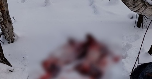 В Оренбуржье браконьеры убили и успели освежевать 6 косуль 