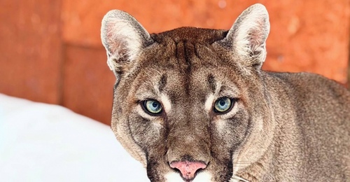 Спасенный из передвижного зоопарка в Сорочинске пума Бостон вышел на очередную прогулку в Подмосковье