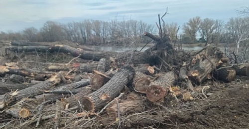 В Оренбуржье подрядчик во время расчистки русла Урала нарубил 48 деревьев