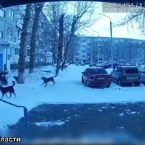 Ребенок кричал, звал на помощь и плакал: в Ясном стая собак едва не растерзала ребенка