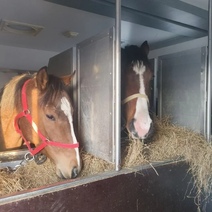 Соревнования отменяются? В Оренбуржье не дали провезти спортивных скакунов