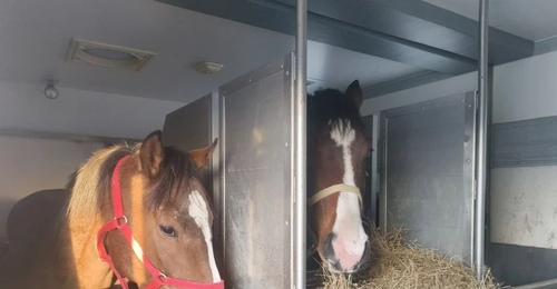 Соревнования отменяются? В Оренбуржье не дали провезти спортивных скакунов