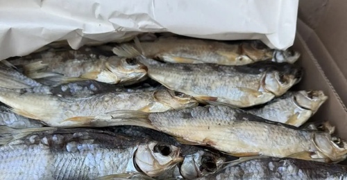 В Оренбуржье не пустили 18 тонн вяленой плотвы