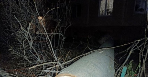 В Оренбурге УК «Азимут» заплатит штраф за падение дерева на студентку