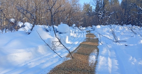 Для косуль в Бузулукском бору «сервируют» обед на снегу