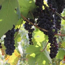 Женщина закидывала мужчину травой, а тот ее – виноградной лозой, после отправились в суд