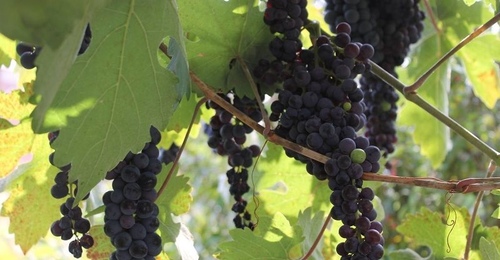 Женщина закидывала мужчину травой, а тот ее – виноградной лозой, после отправились в суд