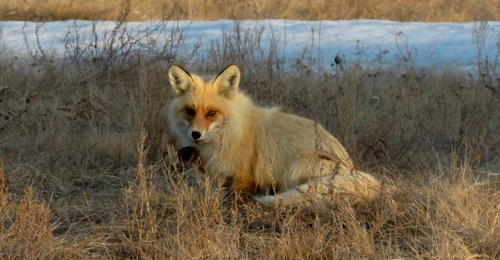Лисы, волки и другие дикие животные в Оренбуржье: что делать, если они зашли в населенный пункт?