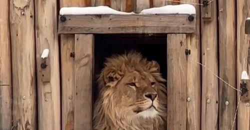 Лев Цезарь, которого спасли в Оренбуржье, наслаждается теплом в Ульяновском зоопарке