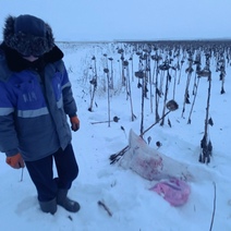 В Кваркенском районе браконьер застрелил косуль и спрятал их в подсолнухах