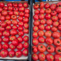 В Оренбуржье завезли из Туркмении томаты в тандеме с молью