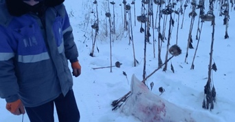 В Кваркенском районе браконьер застрел косулю и спрятал ее в подсолнухах
