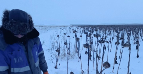 В Кваркенском районе браконьер застрел косулю и спрятал ее в подсолнухах