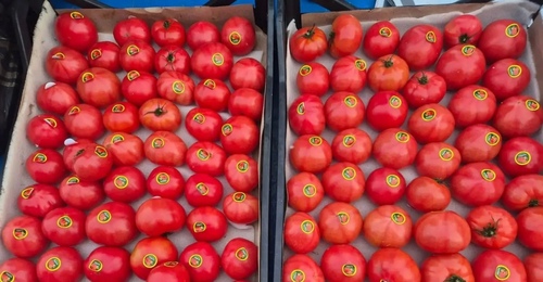 В Оренбуржье завезли из Туркмении томаты в тандеме с молью