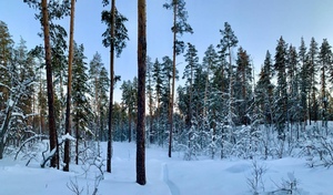В Бузулукском бору ожидается богатый урожай грибов