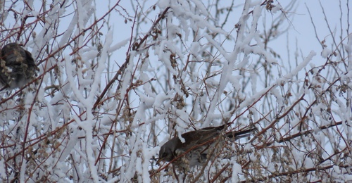 Рябина – залог выживания для дроздов: как пернатые борются с морозами в Оренбуржье