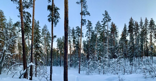 В Бузулукском бору ожидается богатый урожай грибов
