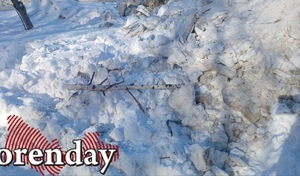 Снег убрали — деревья сломали: в Оренбурге расчищают дворики, повреждая насаждения