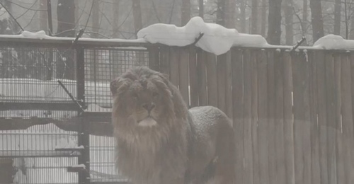 Задумчивый Цезарь: спасенный лев из Оренбуржья наблюдает за снегопадом в Ульяновске
