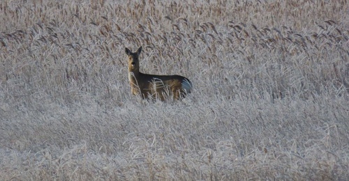 Большая перепись: кто живет в лесах и полях Оренбуржья?