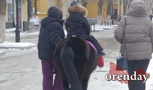 Сотрудники детского областного театра кукол уже устали бороться с зазывалами с пони