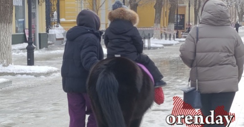 Сотрудники детского областного театра кукол уже устали бороться с зазывалами с пони