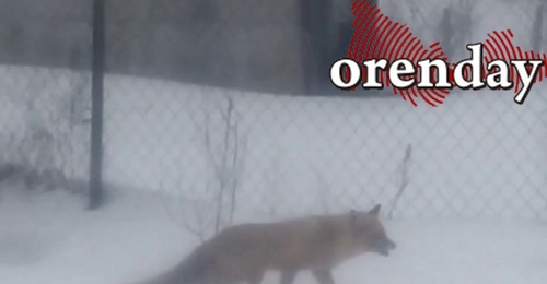 В Переволоцком лиса вышла к людям, животное может быть бешеным