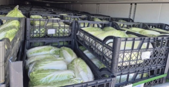 В Оренбуржье остановлен импорт 14,2 т капусты, заражённой опасными вредителями