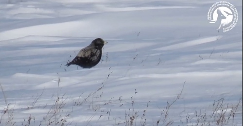 Загадочный черный жаворонок обитает в степях Светлинского заказника 