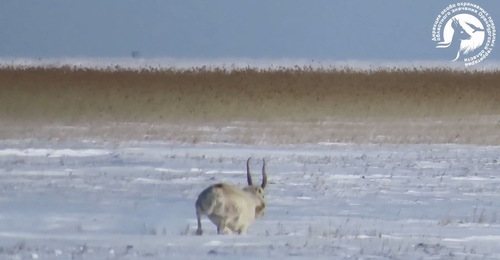 Редкий сайгак теперь живет в степях Оренбуржья 